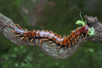 A centipede is eating a praying mantis on a rock overgrown with moss. This multi-legged animal has the scientific name Scolopendra morsitans