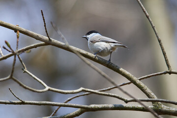 Sumpfmeise oder Nonnenmeise (Poecile palustris) in der Oberlausitz auf an einem Baum	
