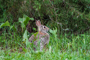 cotton tail rabbit in the forest