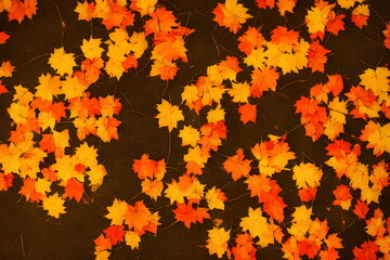 Illustration of autumn maple leaves outdoors, generative ai