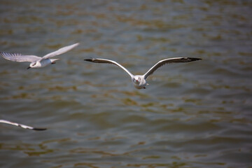 A flying seagull