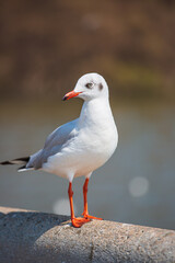 Sea gull standing on his feet on the beach at sunset. Close up view of white birds seagulls walking by the beach against natural