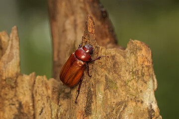 A christmas beetle (Anolognathus sp) is foraging in a bush. This insect is also known as the scarab...
