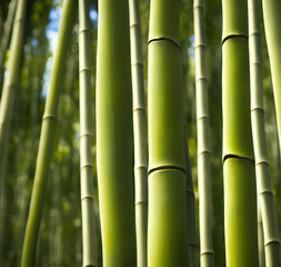 Fototapeta premium Illustration of bamboo forest, generative ai