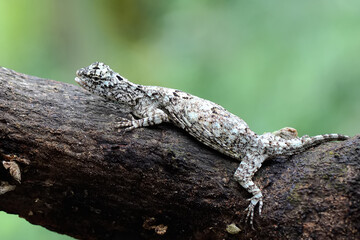 A flying dragon is sunbathing in the bushes. This reptile that moves from one tree to another by sliding has the scientific name Draco volans.