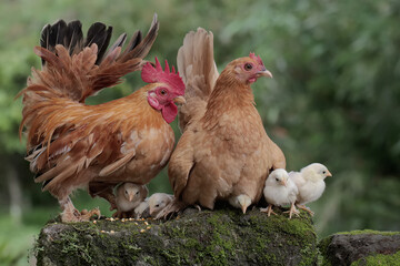 A hen and a rooster are foraging with a number of chicks on a moss-covered ground. Animals that are cultivated for their meat have the scientific name Gallus gallus domesticus.