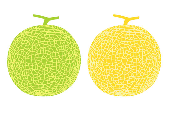 Cantaloupe melon, fruit vector illustration 10