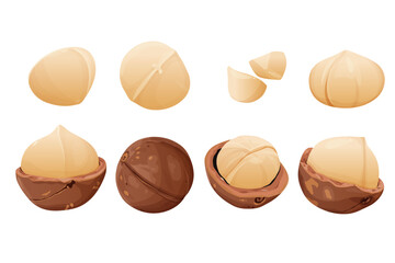 Peeled macadamia nuts. Horizontal composition isolated on white background. Package design element with clipping path.Made in cartoon flat style. Vector illustration