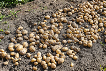 Frisch geerntete Kartoffeln liegen auf freiem Ackerfeld, Schweiz
