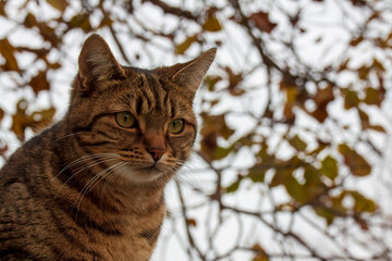 Uriage les Bains, Isere, Rhone-Alpes, France, 20 11 2022 outdoor portrait of a tabby colored tabby domestic cat