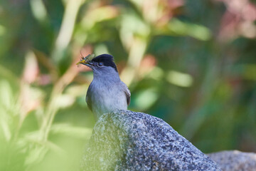 Männchen der Mönchsgrasmücke (Sylvia atricapilla)	