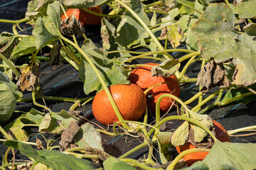 Obraz premium Zwei Kürbisse im Garten, Schweiz