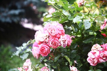 pink roses in a nature beauty
