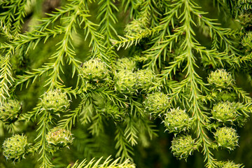 Cryptomeria japonica 'Sekkan'