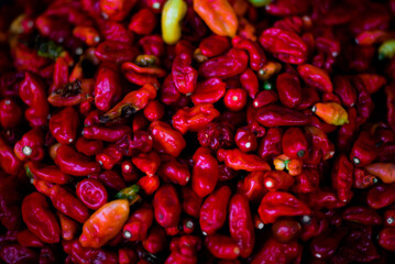 RED Chilli pepper ready to be stewed for party Jollof - hot chili pepper in a bowl