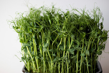 Microgreens. Peas. Close up.