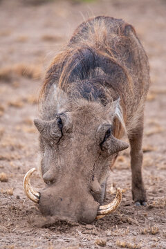 African warthog standing on dry land