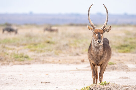 Wild oryx standing on dry land