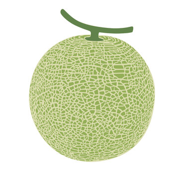 Cantaloupe melon, fruit vector illustration 10