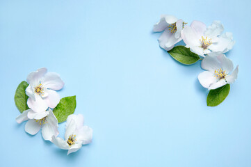 Spring background. Beautiful delicate fresh spring flowers, buds, green leaves on blue background flat lay top view. Springtime nature concept. Bloom, inflorescence, flowering