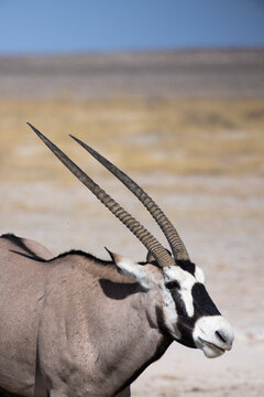 Wild gemsbok with long horns in safari