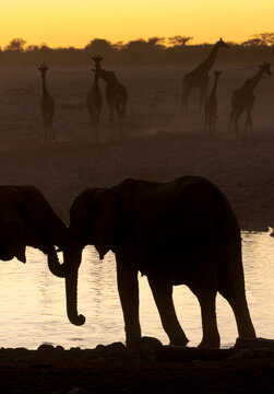 Wild safari animals at watering place in sunset