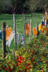 une banderoles de foulards de couleurs. Des tissus de couleurs dans un jardin. La spiritualité...