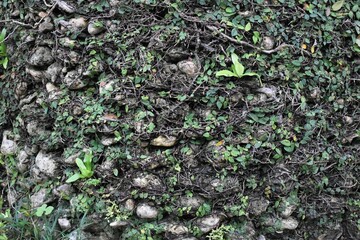 石垣に自生した植物