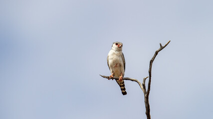 African Pygmy Falcon (Polihierax semitorquatus) Kgalagadi Transfrontier Park, South Africa