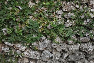 石垣に自生した植物