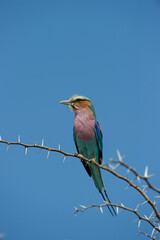 Lilac-breasted Roller ( Coracias caudatus) Kgalagadi Transfrontier Park, South Africa