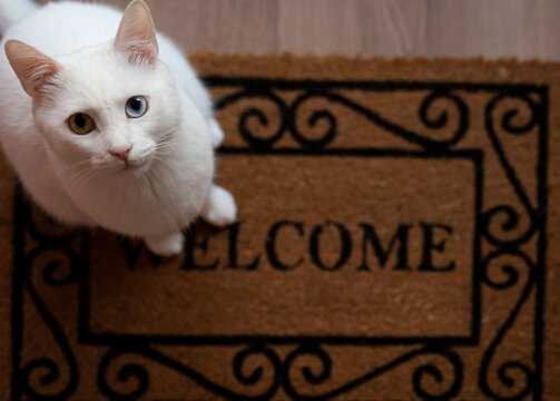White cat and entrance carpet