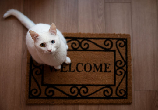 Welcome Cat Images Browse 22 663 Stock Photos Vectors and