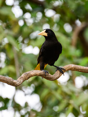 Crested Oropendola,  detail portrait of wild bird from Brazil. Birdwatching of South America