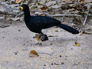 Male Bare-faced Curassow foraging with chick in Pantanal, Brazil