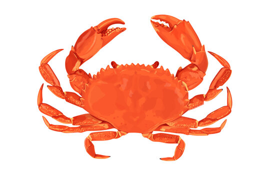 Crab isolated on white background. Vector eps 10. crab vector on sand color background, perfect for wallpaper or design elements