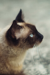 close up of a cat