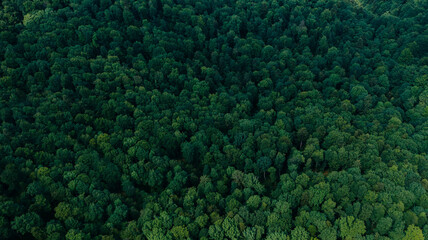 Aerial shot of green forest background - 555435884