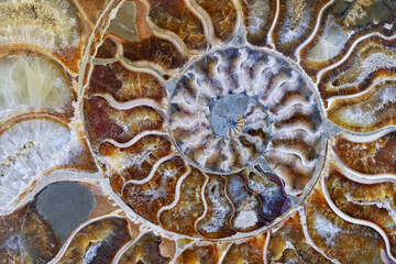 Petrified ammonite shell spiral pattern