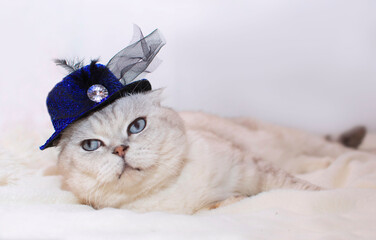 gray cat in felt hat with feather. The concept of pets
