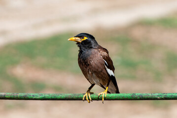 young starling
