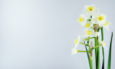 Card template with spring flowers. Wild narcissus daffodil isolated on white background closeup, lovely floral background