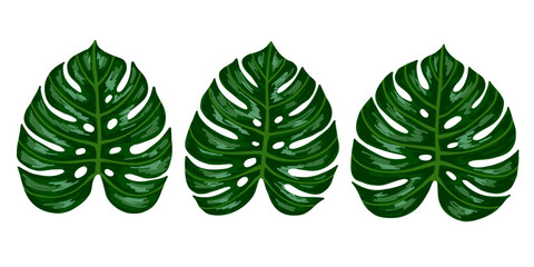 Tropical jungle palm monstera leaf set. Vector hand drawn illustration. Isolated on white.