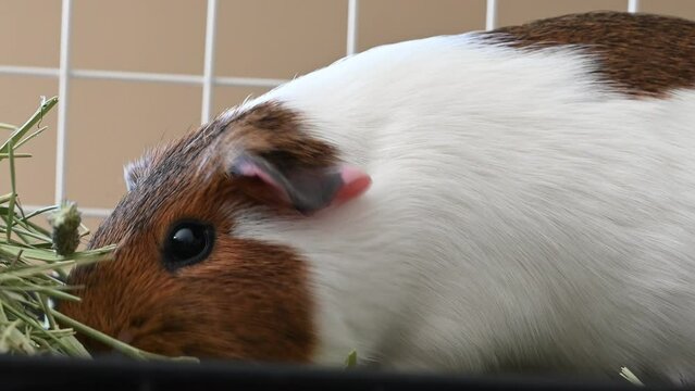 American cavy guinea pig eating hay with defocused cage in the background