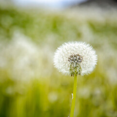 Beautiful nature background with white blowball dandelions. Blurry background.
