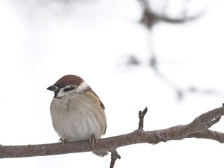 Mazurek (Passer montanus) in winter.