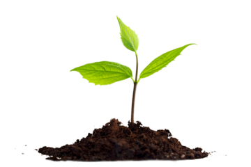 Green plant sprout in the ground soil