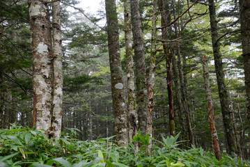 蓼科山の景色　霧に霞む針葉樹林