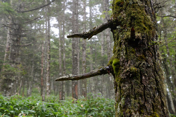 Fototapeta premium 蓼科山の景色 霧に霞む針葉樹林