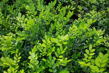 Fresh Murraya Plant, Murraya Paniculata